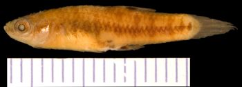 Media type: image; Ichthyology 1329
